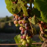 ERP-bodegas_box-367x367