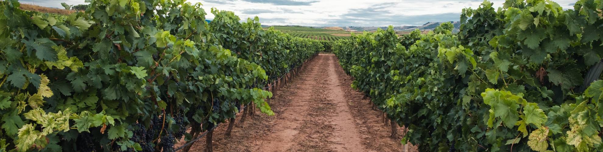 Control de costes para una bodega