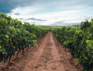 Control de costes para una bodega