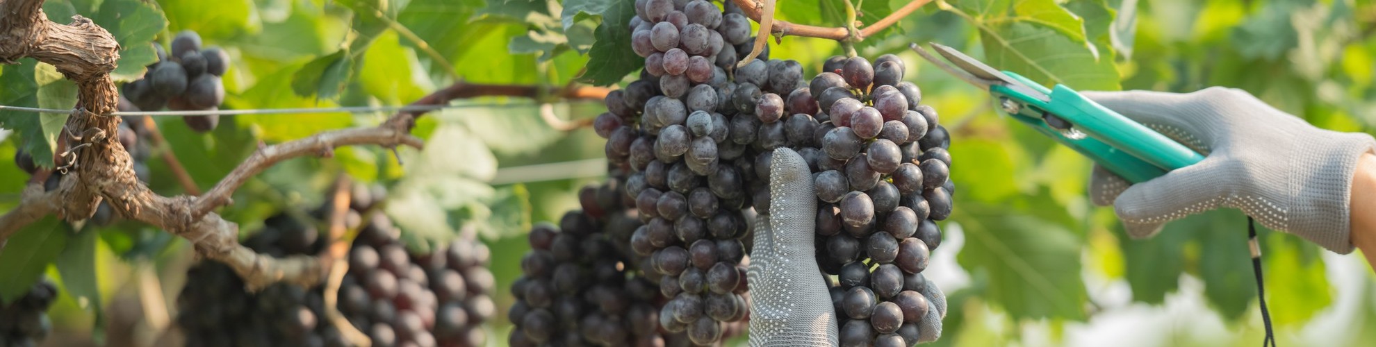 Gestión inteligente del proceso de vendimia en bodegas